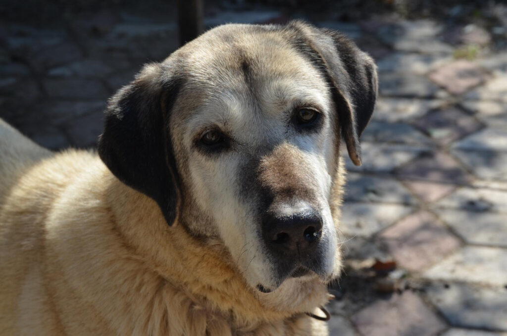 Kangal