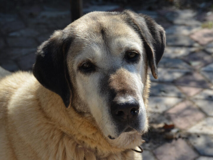 Kangal: Guia para Criadores e Tutores Iniciantes