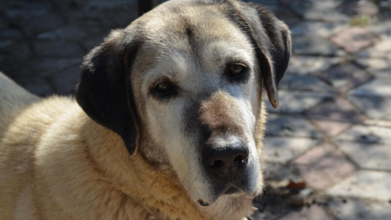 Kangal: Guia para Criadores e Tutores Iniciantes